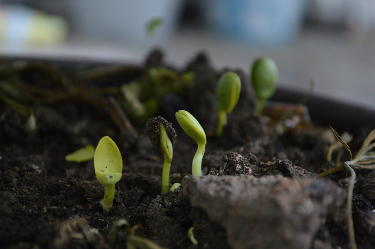 Compost bokashi enrichissant le sol  
Seau de bokashi ajoutant des nutriments